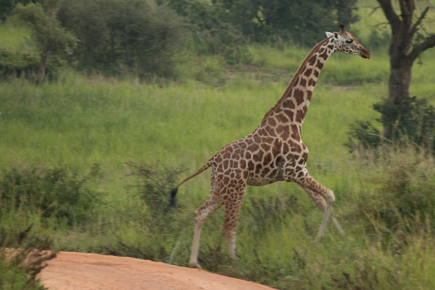 Chasing Kili - Tanzania