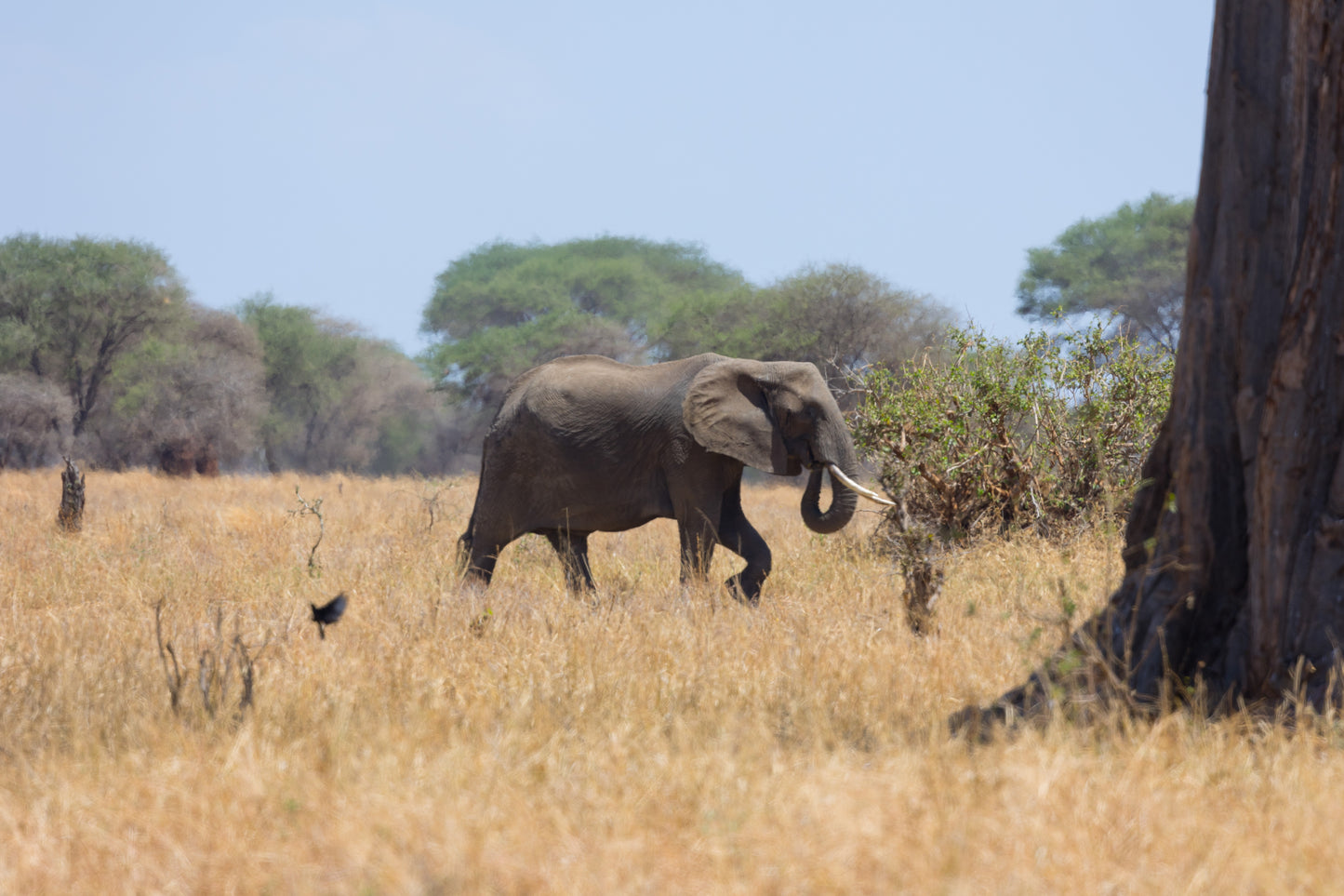 Chasing Kili - Tanzania